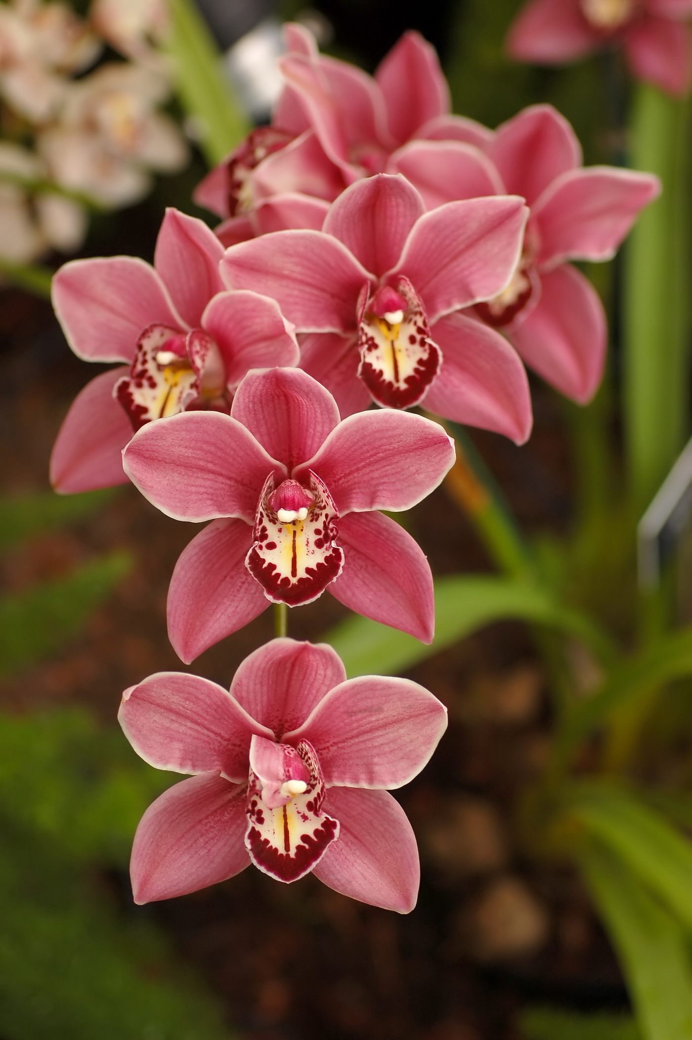 boat orchids
